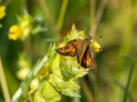 Rostfarbiger Dickkopffalter